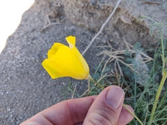 Eschscholzia papastillii
