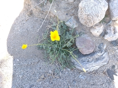 Eschscholzia papastillii
