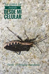 Hypselonotini