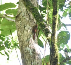 Dendrocincla fuliginosa