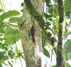 Dendrocincla fuliginosa