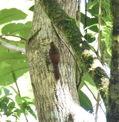 Dendrocincla fuliginosa