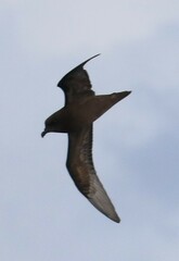 Pterodroma macroptera