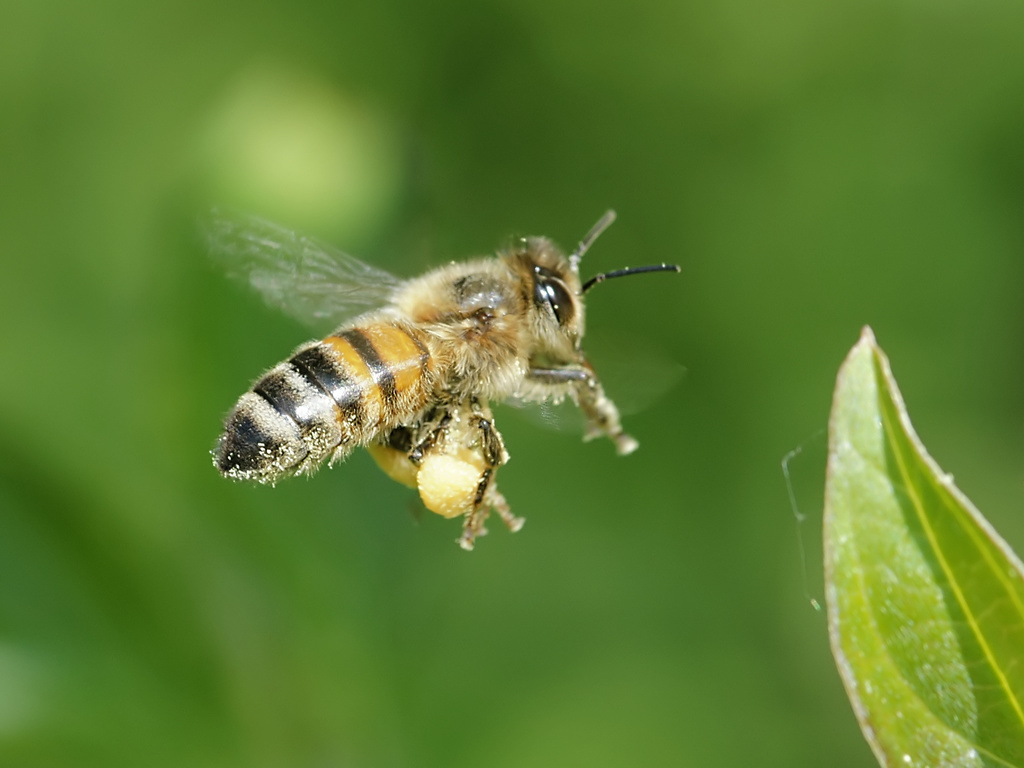 Alvinston Honey Bee – Alvinston, Ontario - Atlas Obscura