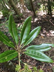 Plerandra gabriellae