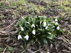 Galanthus woronowii
