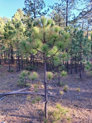 Pinus hartwegii