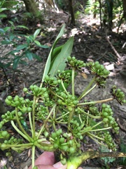 Plerandra gabriellae