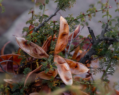 Calliandra chilensis