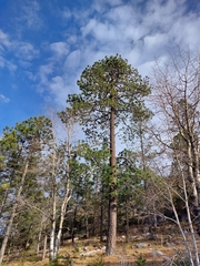 Pinus hartwegii