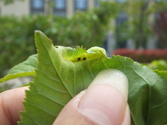 Tuberocephalus higansakurae
