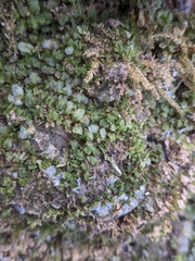 Rhizomnium punctatum