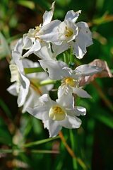 Narcissus dubius