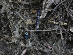 Lithobiomorpha