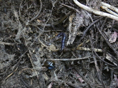 Lithobiomorpha