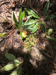 Plerandra gabriellae