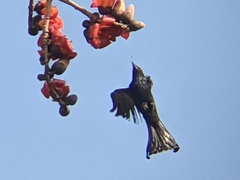 Dicrurus hottentottus