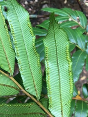 Ptisana attenuata