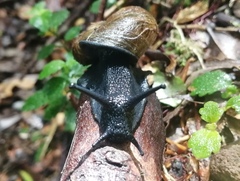 Macrocyclis peruvianus