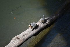 Rhinoclemmys funerea