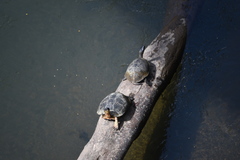 Rhinoclemmys funerea