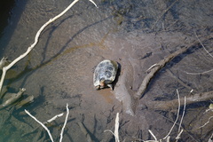 Rhinoclemmys funerea