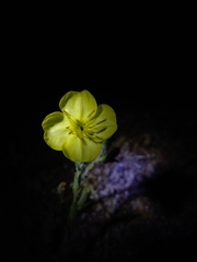 Oenothera affinis