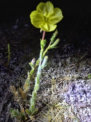 Oenothera affinis