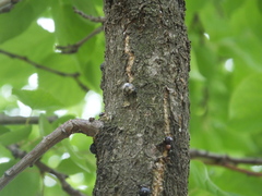 Didesmococcus koreanus