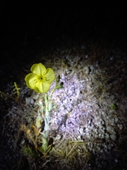 Oenothera affinis