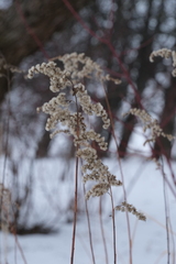 Solidago gigantea
