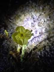 Oenothera affinis