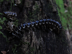 Arthrophaga myriapodina