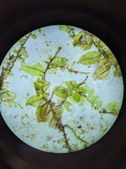 Rhizomnium punctatum