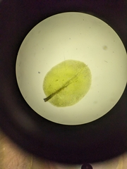 Rhizomnium punctatum