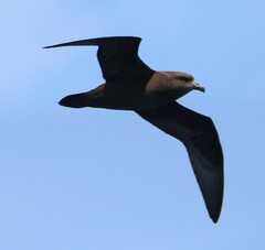 Pterodroma macroptera