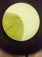 Rhizomnium punctatum