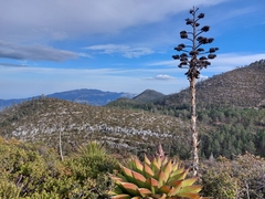Agave gentryi