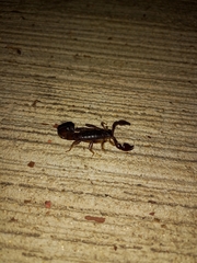 Bothriurus bonariensis