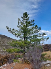 Pinus stylesii