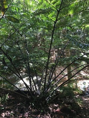 Ptisana attenuata