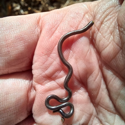 Photo of a Slinder Threadsnake (Epictia phenops)