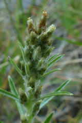 Omalotheca norvegica