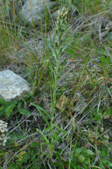 Omalotheca norvegica