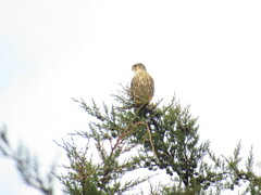 Falco columbarius