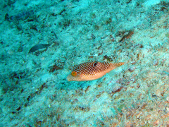 Canthigaster petersii