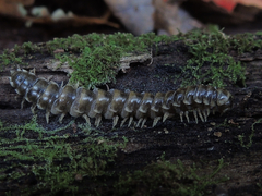 Arthrophaga myriapodina