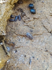 Armadillidium granulatum