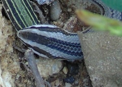 Conophis lineatus