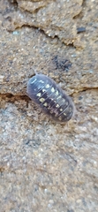 Armadillidium granulatum